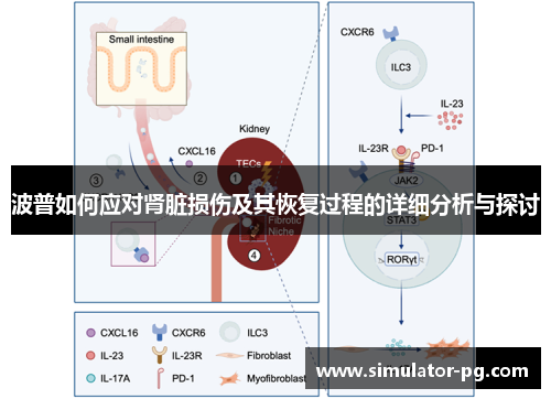 波普如何应对肾脏损伤及其恢复过程的详细分析与探讨